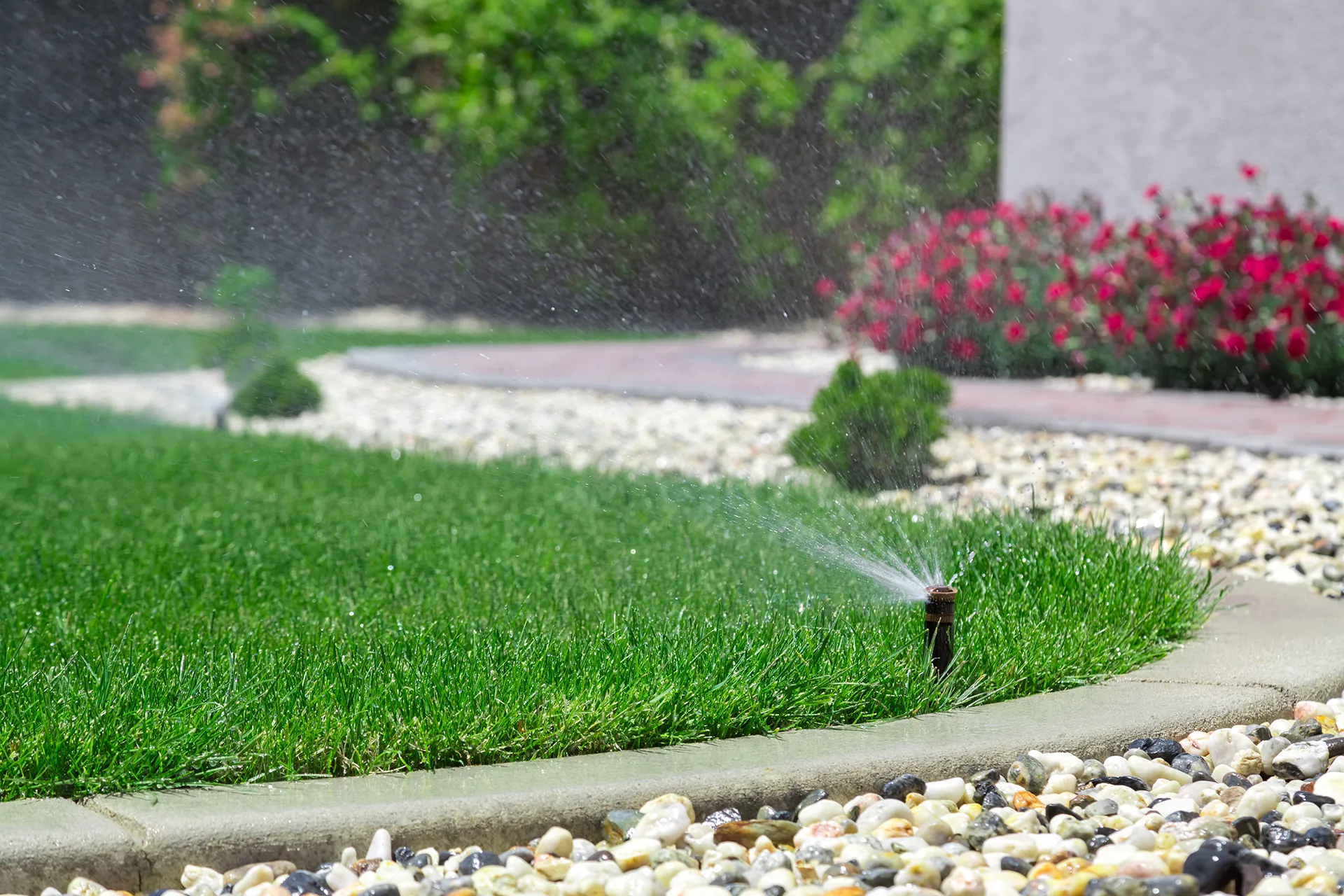 Pop-up sprinkler head watering a healthy green lawn bordered by a concrete curb and decorative white and gray pebbles