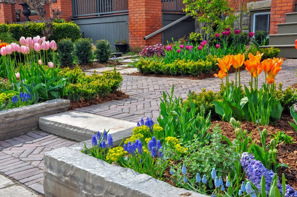 Vibrant spring garden with pink and orange tulips, blue grape hyacinths, boxwood hedges, and a brick paver walkway
