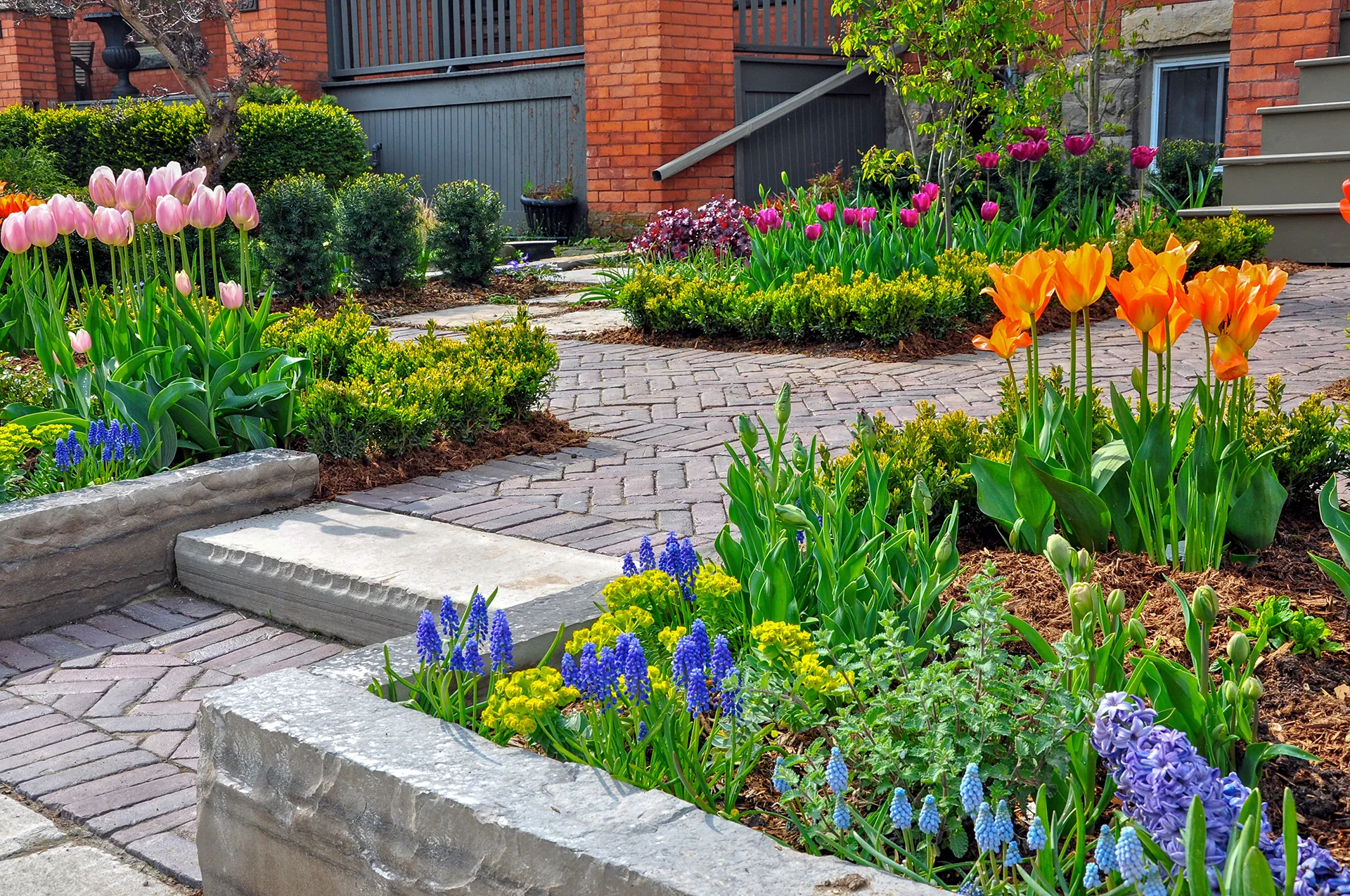 Vibrant spring garden with pink and orange tulips, blue grape hyacinths, boxwood hedges, and a brick paver walkway